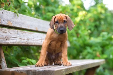 How Much Does A Rhodesian Ridgeback Cost 2024 Guide