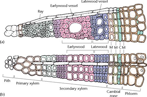 Xylem Structure And Function Semantic Scholar