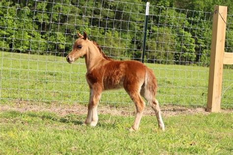 Amhaamhr 2017 Solid Sorrel Show Mare Sired By World Grand Champion