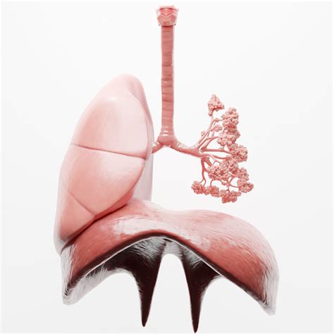 3d Human Respiratory System Lungs Cgtrader