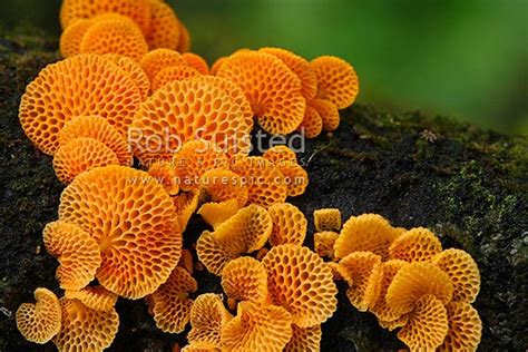 Introduced Pest Orange Pore Fungus Favolaschia Calocera Marasmiaceae