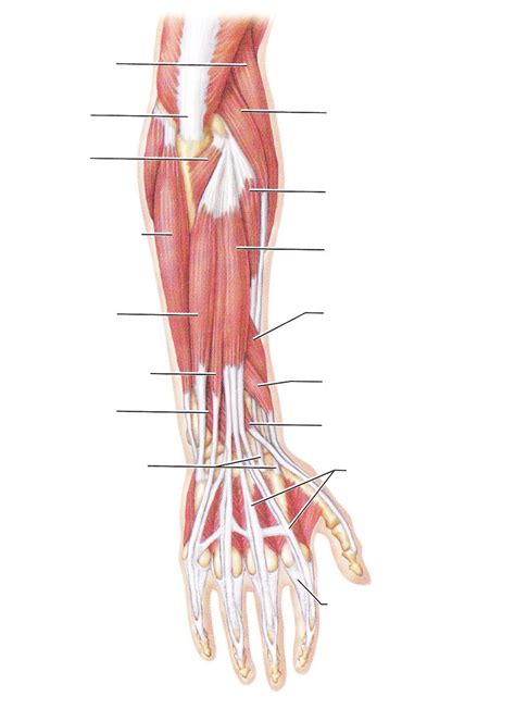 Muscles In Forearm