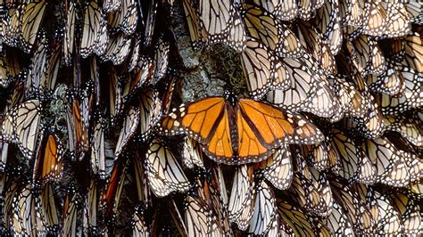 Day Of The Dead And Monarch Butterflies Wonders Of Mexico
