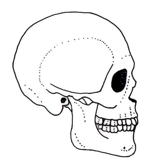 Skeleton Skull Drawing At Getdrawings Free Download