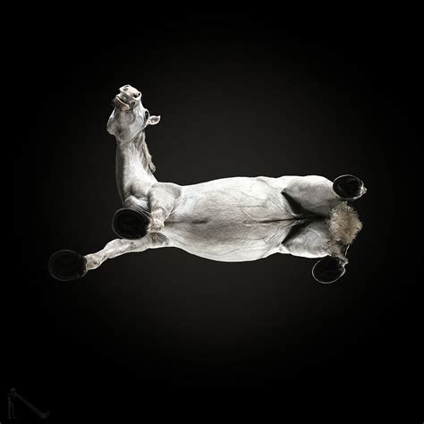 Underside Photos Of Horses Standing On Glass Boing Boing