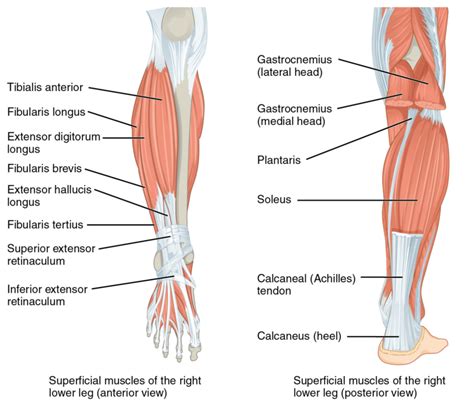 Muscles Of The Lower Leg Joe Miller