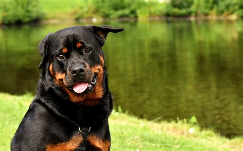 Rottweiler the rottweiler was originally dogs bred to drive cattle to market. Chien Rottweiler: caractère, santé, alimentation ...