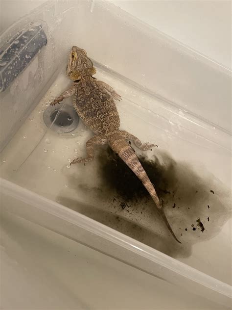 Bearded Dragon Poop Black And Watery Health