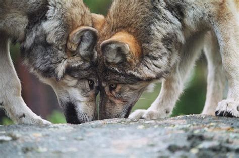 Wolvesbing Images Grey Wolf Lakota Wolf