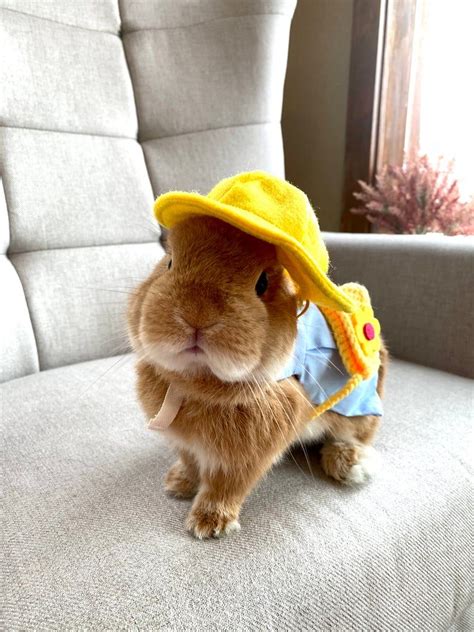 Bunny Blue Dress Harness Leash Hat For Rabbit Small Pet Rabbit Etsy