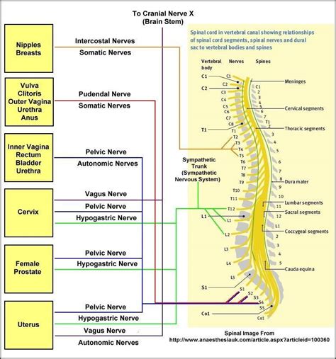 The Female Sexual Nervous System Orgasmic Pathways