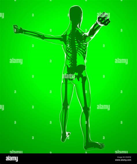 3d Human Body By X Rays 3d Render Stock Photo Alamy