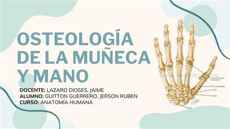 OsteologÍa De La MuÑeca Y Mano Jerson Guitton Udocz
