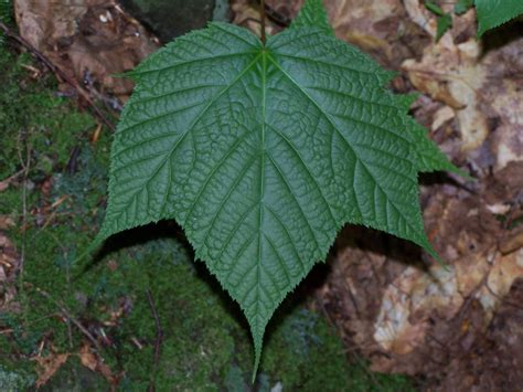 A calm, lengthy, intent consideration. Bilateral Reflection Symmetry | This leaf is a great ...