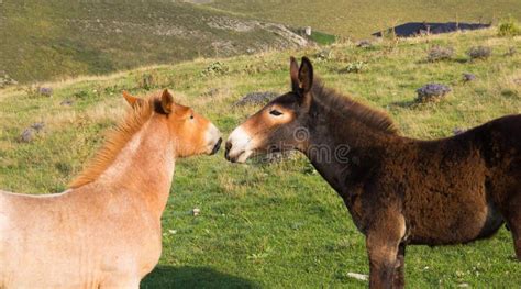 Donkey Kiss Stock Photo Image Of Donkey Social Tame 6204858