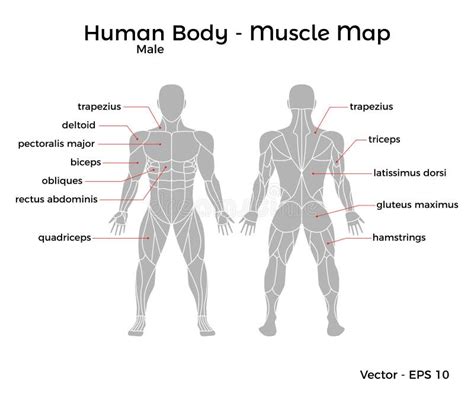 Homme De Corps Musculaire De Description De Diagramme De Muscles