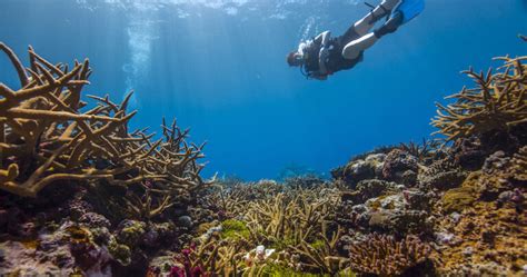 Why We Need Healthy Coral Reefs Elemental Solutions