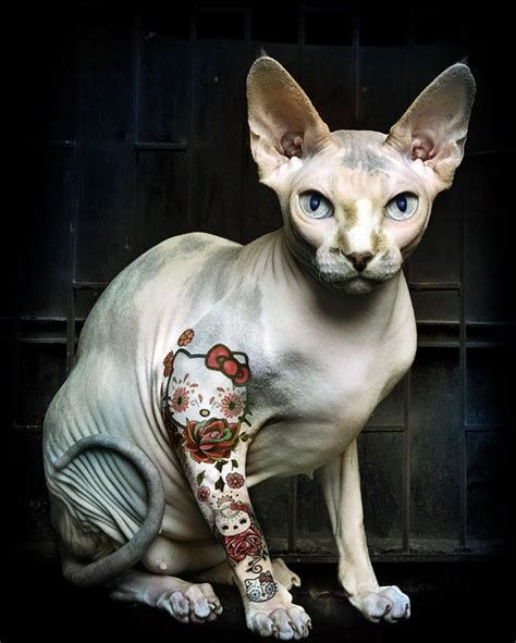 A Hairless Cat With Blue Eyes Sitting In Front Of A Black Background