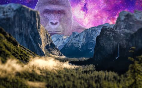 Harambe Wallpapers 71 Pictures