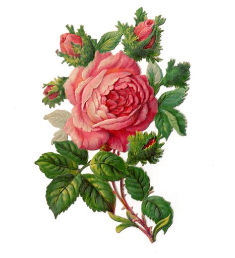 Victorian Rose Pictures Free Download Clip Art Free Clip Art On