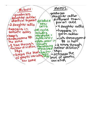 Which phase produces genetically unique cells. Mitosis and Meiosis Venn Diagram | Biology/Life Science ...