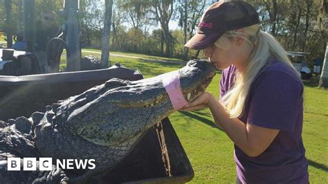 The Dental Nurse Who Became An Alligator Catcher Bbc News