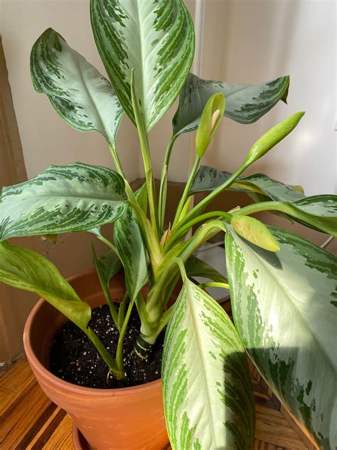 My Chinese Evergreen Just Flowered For The First Time I Didnt Even