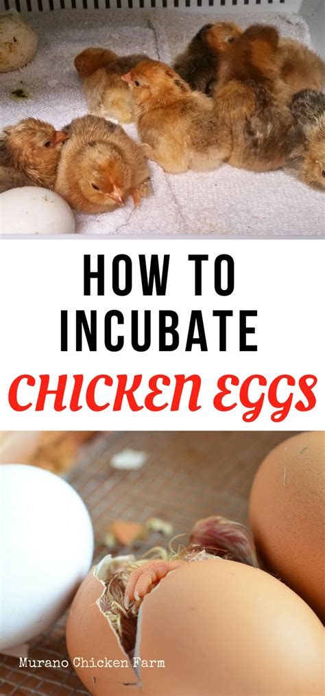 How To Incubate And Hatch Eggs Murano Chicken Farm