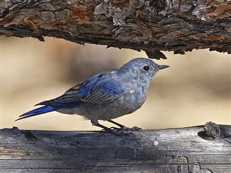 Avithera Some Northern California Birds