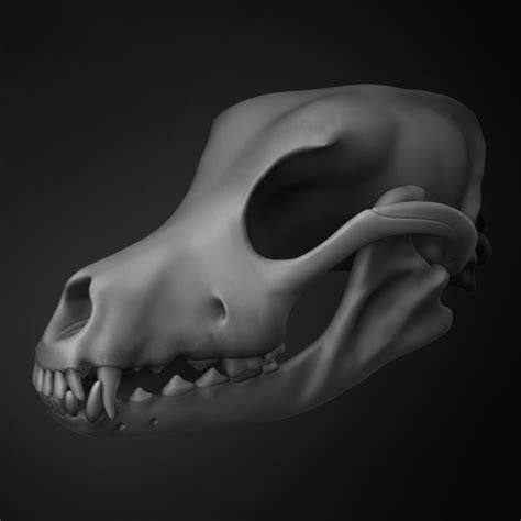Dog Skull Anatomy Animal 3d Model Turbosquid 1472102