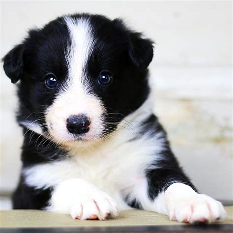 The border collie is the most intelligent canine that is perfect for active owners and families. Border Collie Puppies For Sale | South Dakota Avenue Northeast, DC #233344