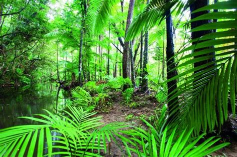 10 Facts About Daintree Rainforest Fact File