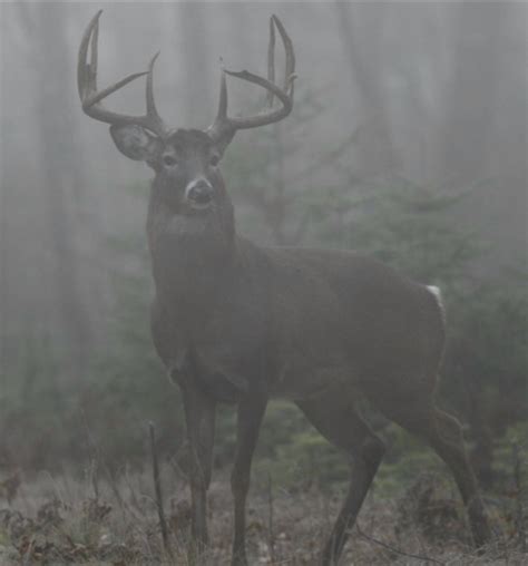 Marians Hunting Stories Etc Etc Etc Deer In Fog