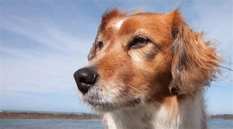 Beagle Golden Retriever Mix Beago Breed Information