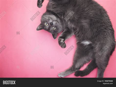 Grey Funny Cat Posing Image And Photo Free Trial Bigstock