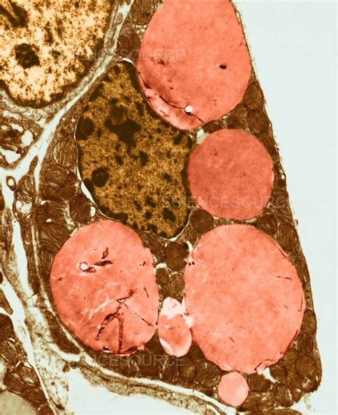 Photograph Tem Of Brown Adipose Tissue Science Source Images