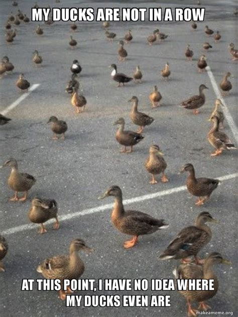 My Ducks In A Row Meme