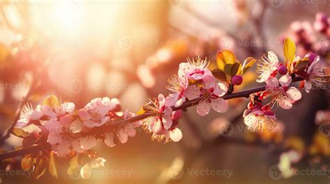 Spring Blossom Background Beautiful Nature Scene With Blooming Tree