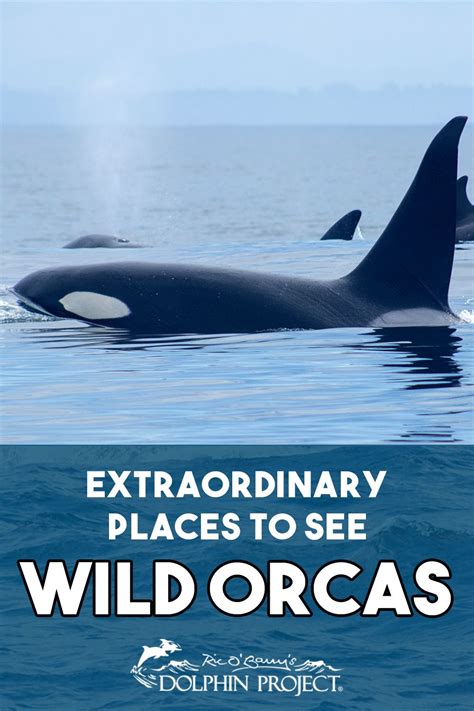 Extraordinary Places To See Wild Orcas Dolphin Project Orcas