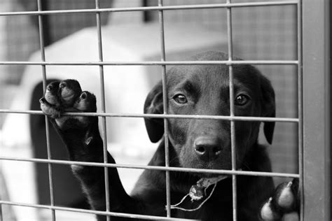 How To Adopt A Dog From An Animal Shelter Or Rescue