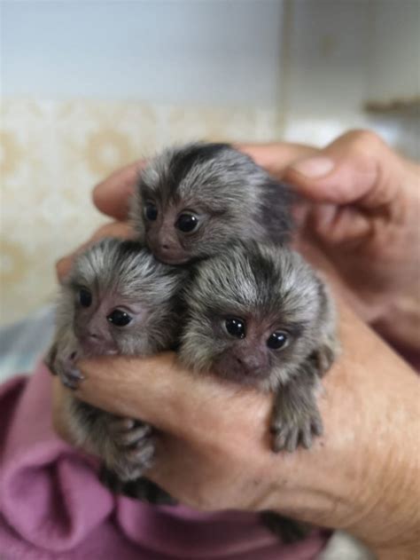 Baby Capuchin Monkey For Sale Uk Peepsburghcom