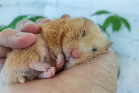 Cute Syrian Hamster Sleeping In The Owner S Hand Stock Photo Image Of