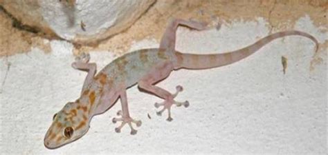 تختلف تفسير رؤية البرص في المنام على حسب شخصية الحالم نفسه فتدل رؤيا الوزغ في المنام على البعد عن الحق وفعل المنكرات. طريقة طرد البرص من البيت - موضوع