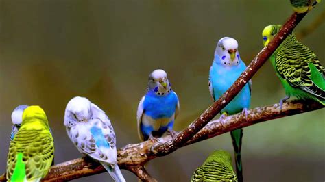 Muhabbet Kuşunun Türleri Renkleri Ve Özellikleri Webtekno