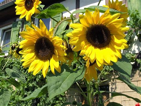 Kebanyakan bunga matahari boleh tumbuh agak tinggi sekitar 6 hingga 15 kaki. comicfever: Manfaat Dari Tanaman Bunga Matahari