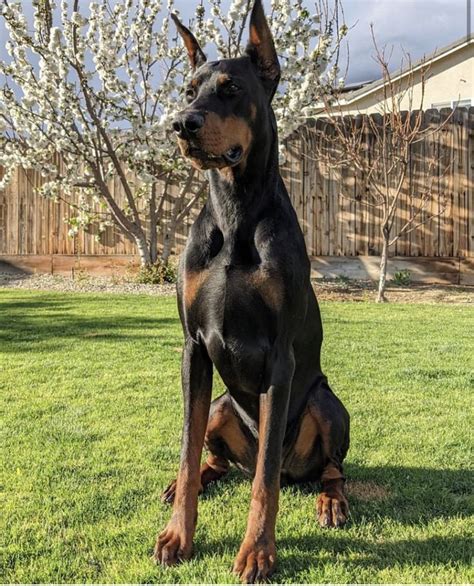 If you use craigslist for collectibles though, don't expect to get top dollar. Craigslist Atlanta Pets Doberman Puppies - Wayang Pets