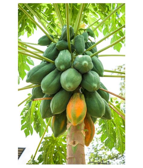 Buy Papayared Lady Hybrid Fruit Papaya Seeds 50 Seed Online At