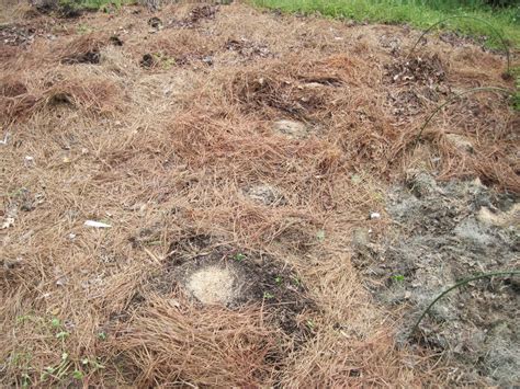 Over the course of the winter and spring, those roots will decompose and add organic matter to the soil. Central Virginia Organic Gardener: Renovation: To Straw or ...