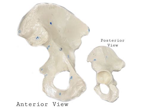 Hip Bone Markings Coxal Bone — Printable Worksheet