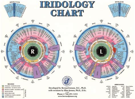 Eye Reflexology Chart 10 Pcs Free Downlaod Iriscope Iridology